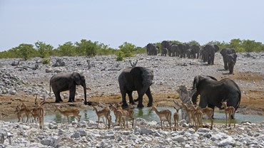 Explore Etosha